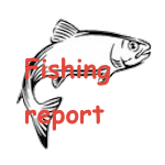 Fly fishing for Shad