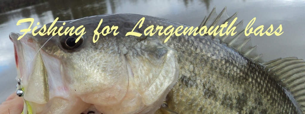 Largemouth-bass