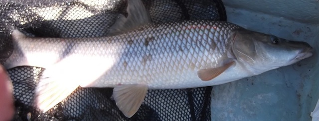 Comizo-Barbel